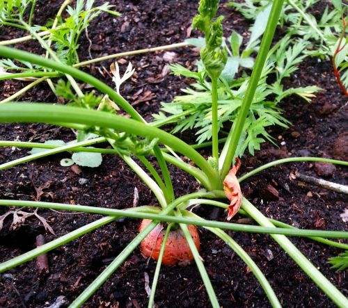 Carrot In The Garden