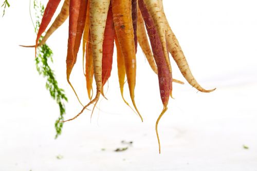 carrots hanging vegetable