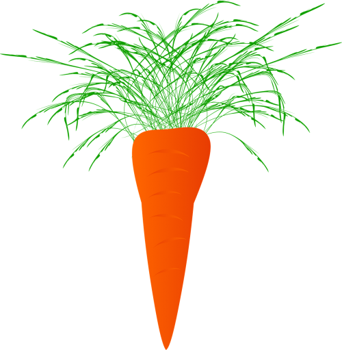 carrots carrot plant
