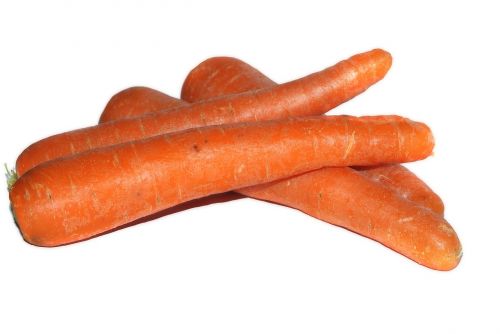 carrots carrot plant