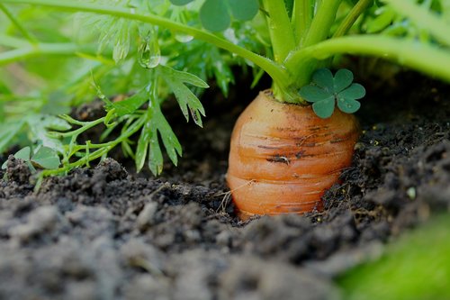 carrots  vegetables  healthy