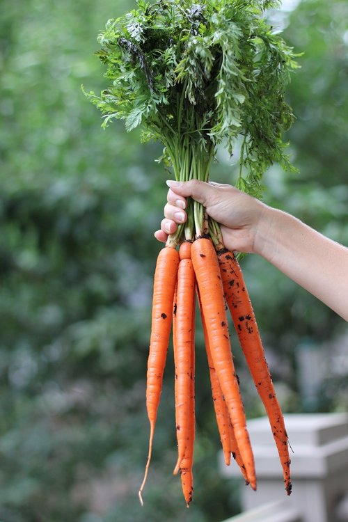 carrots  root vegetables  fresh