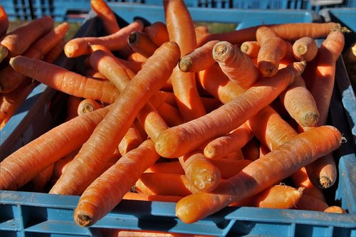 carrots  carrot  fresh