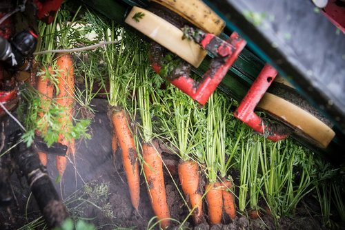 carrots  carrot field  carrots harvest