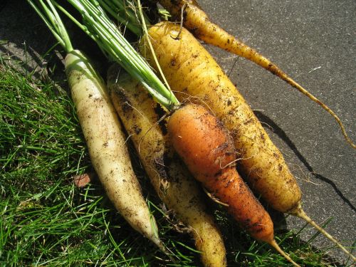 carrots colors harvest time