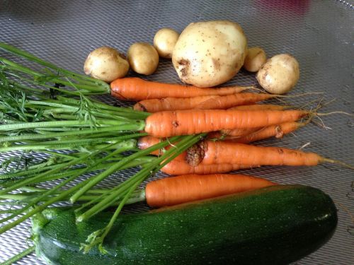 carrots potatoes kitchen garden