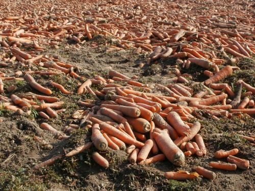 carrots field harvested