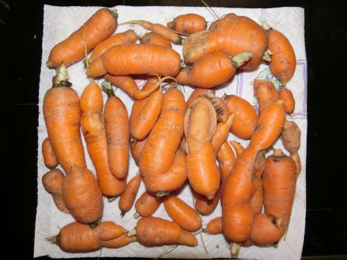 carrots vegetables salad