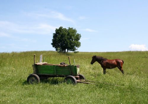 cart horse cart in the cart