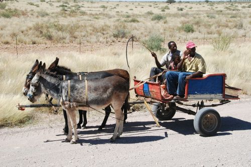 cart donkey cart donkey