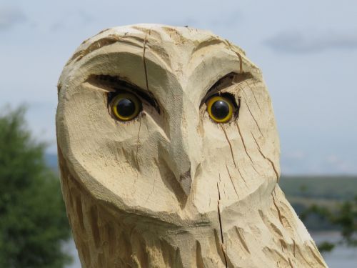 carved owl wise wood