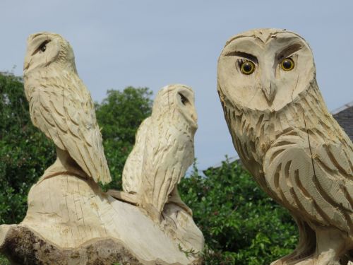 carved owls wise wood