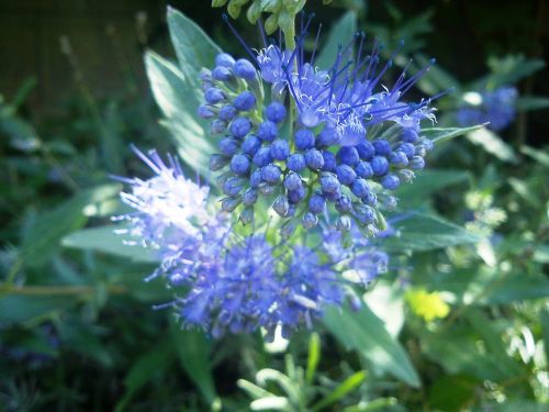 caryopteris flower blue