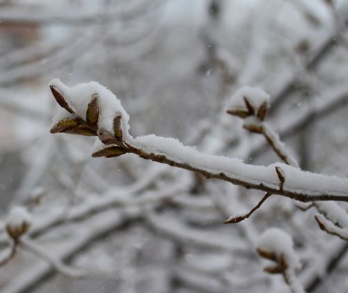 casey snow tree