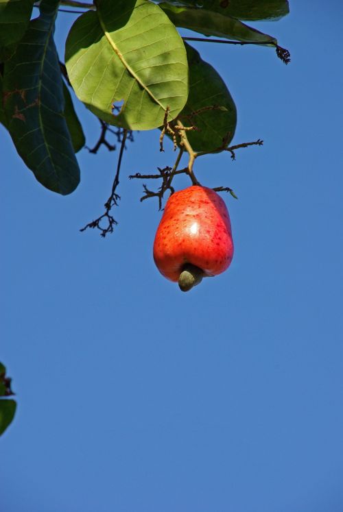 cashew suriname fruit