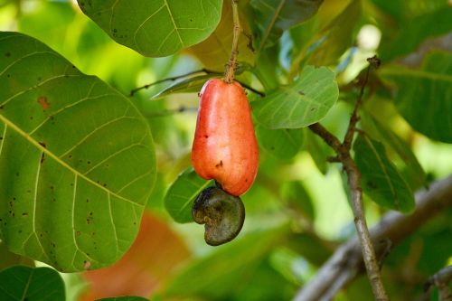 cashew fruit marañón