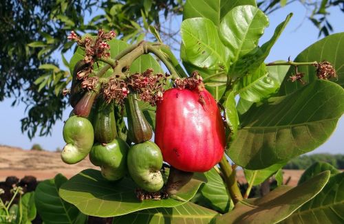 cashew fruit ripe