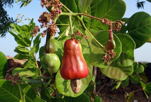 cashew fruit ripe