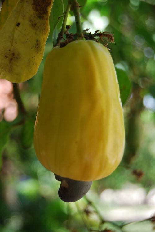 cashew tropical fruit fruit