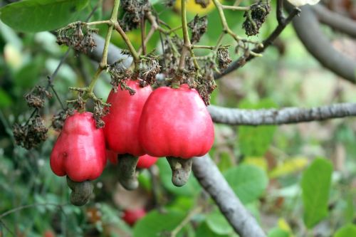 cashew tree plant