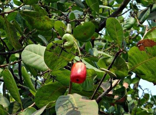 cashew fruit india fruit