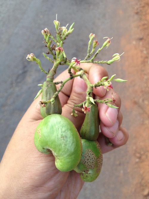 cashew nut fruit baby fruit