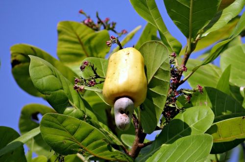 cashew nuts fruit ripe