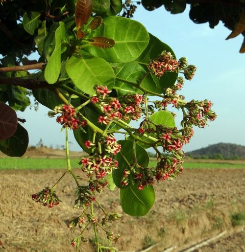 cashew tree wildflower blossoms