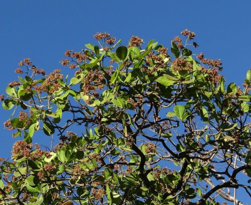 cashew tree sadhankeri india