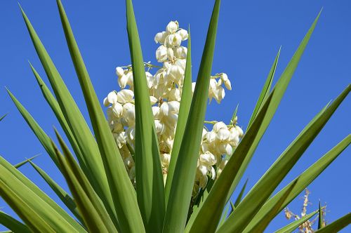 cassava flowering of cassava white flowers