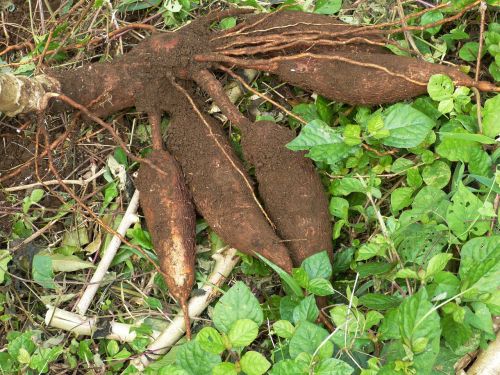cassava root tuber