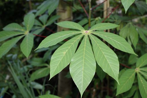 cassava leaves vegetable food