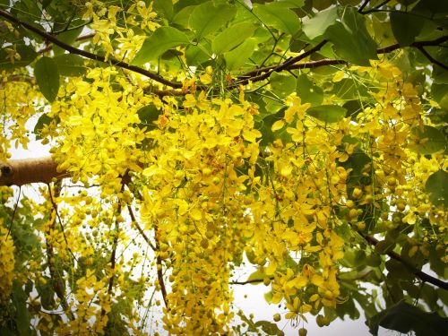 cassia shower golden