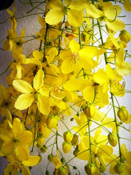 cassia shower golden