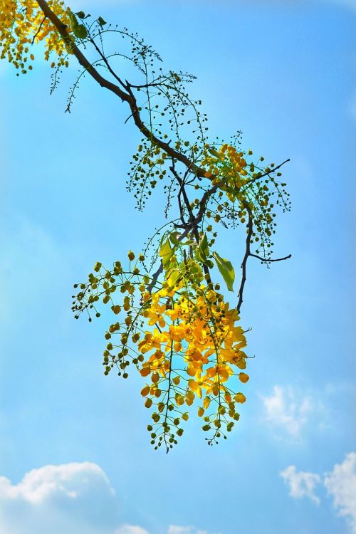 cassia fistula golden rain tree yellow
