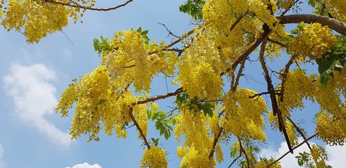 cassia fistula  summer  yellow