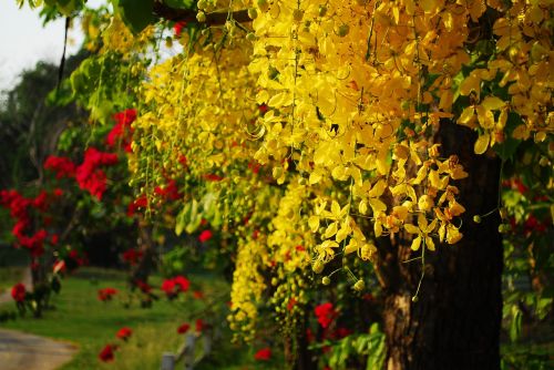 cassia fistula golden shower tree thai flower