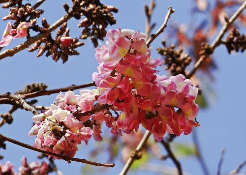 cassia pink wildflower flower