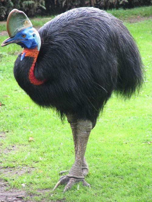 cassowary flightless bird giant bird