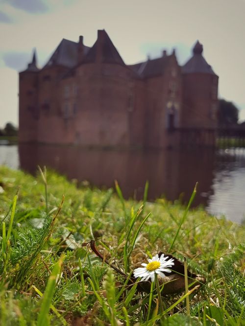 castle daisy flower
