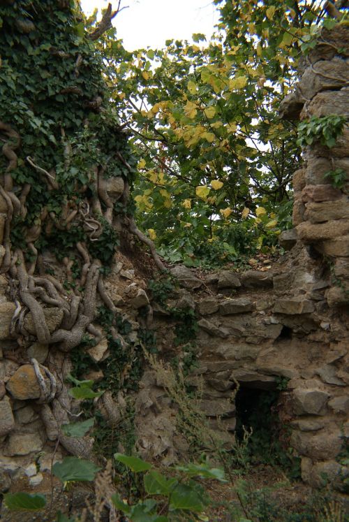 castle ruin ivy