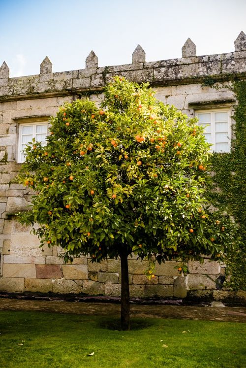 castle orange tree garden