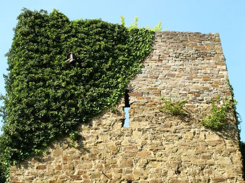 castle wall city blankenberg ivy