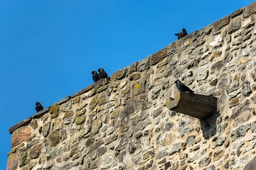castle wall  jackdaws  watch