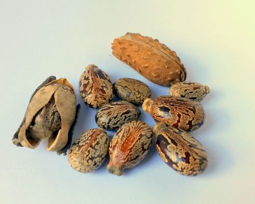 castor oil seeds castor ricinus