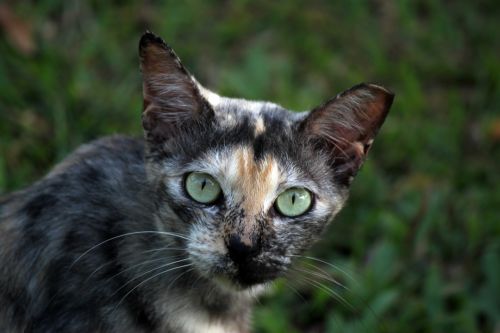 Castrated Wild Cat In Singapore