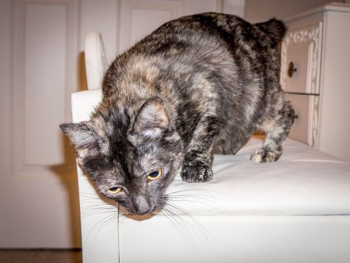 cat feline tortie