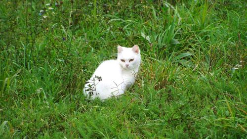 cat white kitten pets
