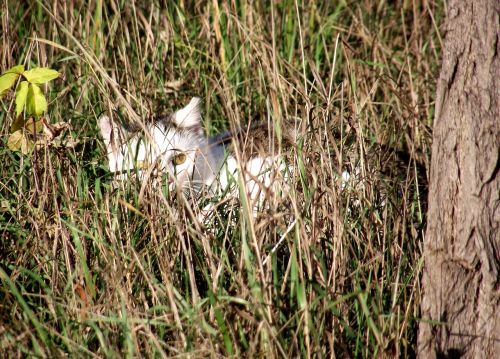 cat hidden meadow