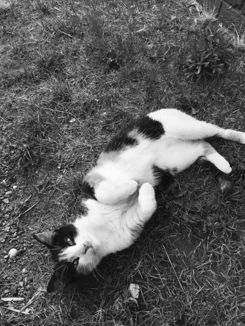 cat black and white grass